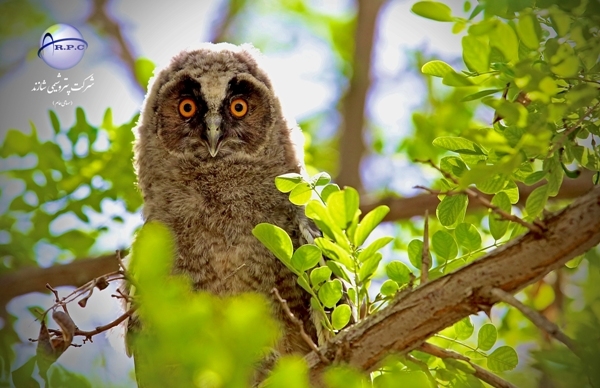 ANIMALS%20(1)