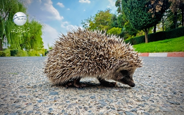 ANIMALS%20(3)