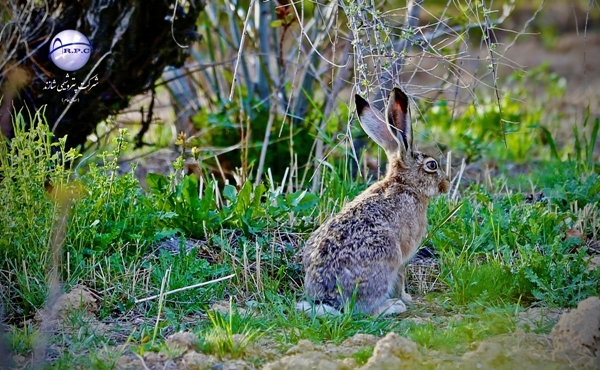 ANIMALS%20(4)