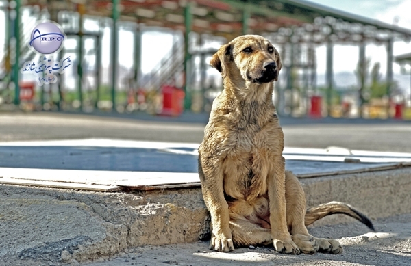 ANIMALS%20(5)