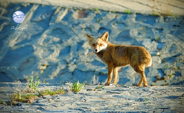 ANIMALS%20(6)