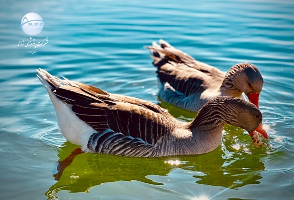 ANIMALS%20(7)