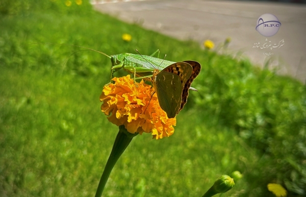 ANIMALS%20(8)